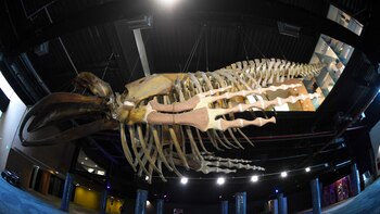 El esqueleto gigantesco de una