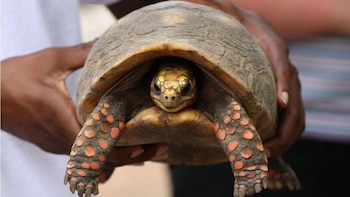 Manuela, tras ser rescatada, vivió