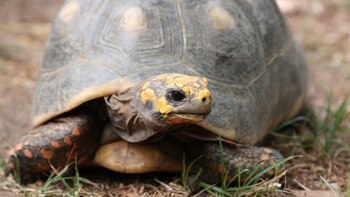 Manuela volvió a caminar por