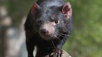 El demonio de Tasmania se