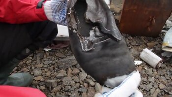 El frío extremo permitió preservar