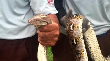 Una serpiente invadió el campo