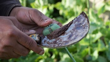 La producción global cayó 25%