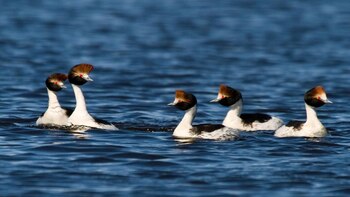 El Macá Tobiano, ave endémica