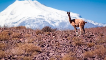 Desierto de Atacama (iStock)