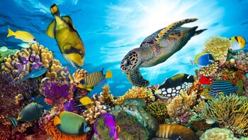 Las especies marinas de la