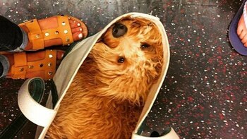 Viajar como en un un