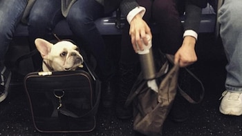 Un bulldog francés viajando en