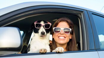 Fiel compañero de viaje cualquier