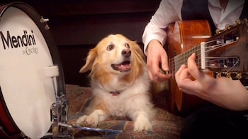 El perro demuestra su talento