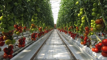 Los jitomates afectados son los