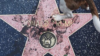 El excremento del perro sobre