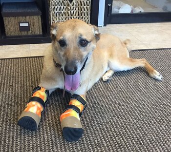 Pay de Limón vivió días