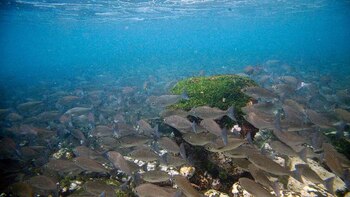 Los aminoácidos son cruciales para