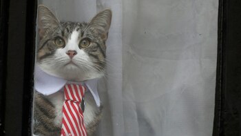 El gato James mirando a la prensa desde la embajada de Ecuador (Reuters)