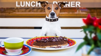Las mascotas también pueden “sentarse”