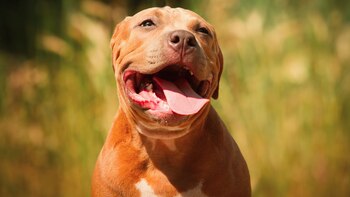 Perro pitbull (IStock)