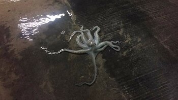 El pulpo fue trasladado en