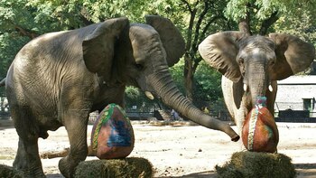 AFADA podrá representar a los