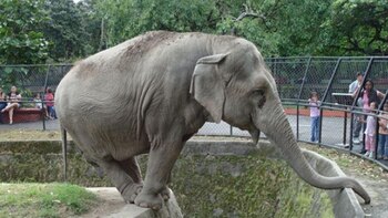 Los elefantes del Ecoparque llevan