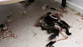 El cuerpo en descomposición de