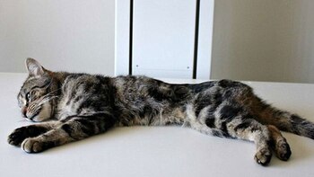 Trooper, el único gato sobreviviente