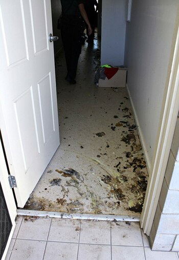 Los restos de los felinos