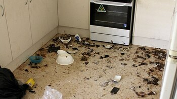 Los inspectores de la RSCPA