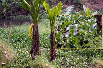 (Cortesía Caters News Agency)