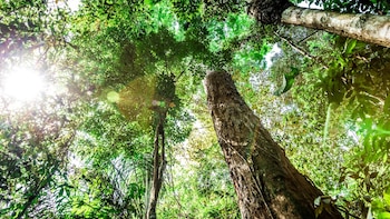 La selva amazónica es el