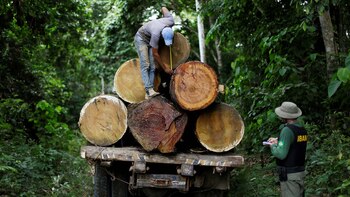 Los agentes de IBAMA lograron