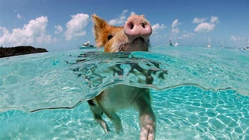 Necesitan tener su piel humectada