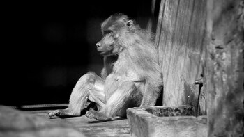 Zoológico de la Ciudad de