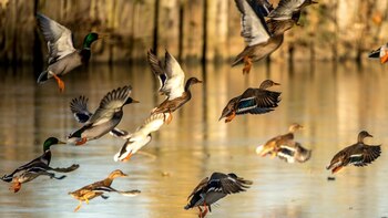 En Argentina hay cautela por