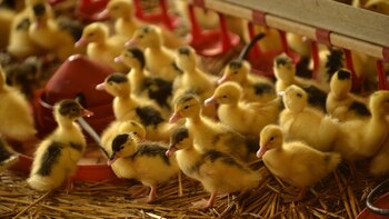 Hasta el momento 17 países