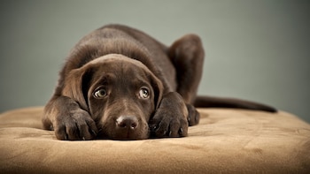 Se puede festejar las fiestas