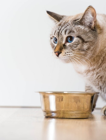 Si los perros o gatos