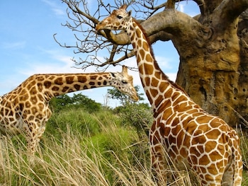 “Estos gentiles gigantes han sido