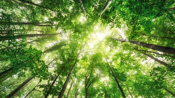 El uso de madera de bosques cultivados tiene una demanda creciente. (IStock)