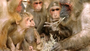 El macaco rabón tiene un