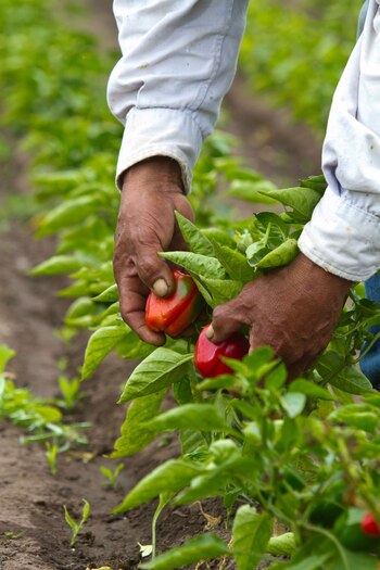 Con 11 años de vida,