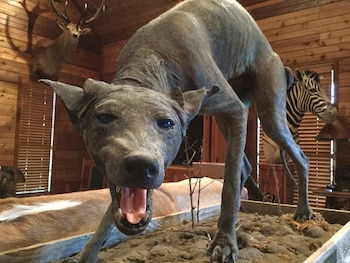 Los chupacabras serían, en realidad,