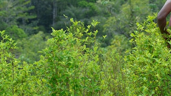 En Putumayo y Caquetá se