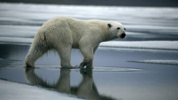 Sebastian Copeland es un consagrado