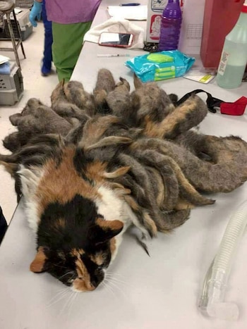 Quien halló al gato creyó