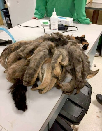 El felino fue tratado por