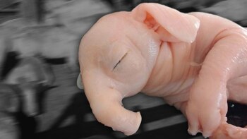 El “chanchofante”, parido por una