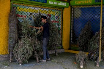 Un hombre mira un árbol