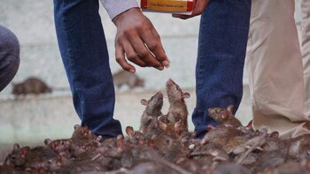 Estos roedores, llamados “kabbas” por