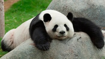 Los osos pandas viven entre